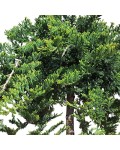 Ялівець горизонтальний Принц Уельський (штамб) | Можжевельник горизонтальный Принц Уэльский (штамб) | Juniperus horizontalis Prince of Wales (shtamb)
